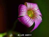 苏州墨哲根商贸有限公司