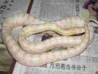苏州墨哲根商贸有限公司